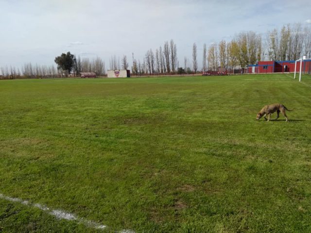 Cancha club Rodeo del Medio